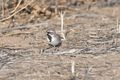 13 Black throated sparrow