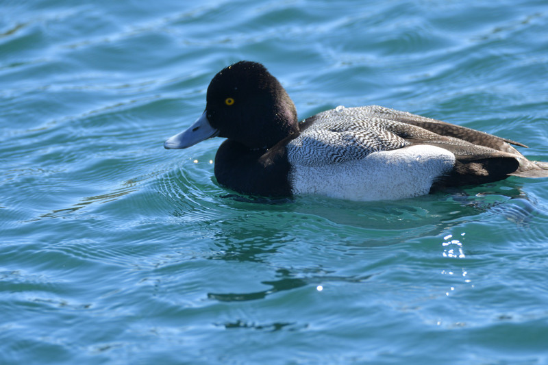 2 Scaup