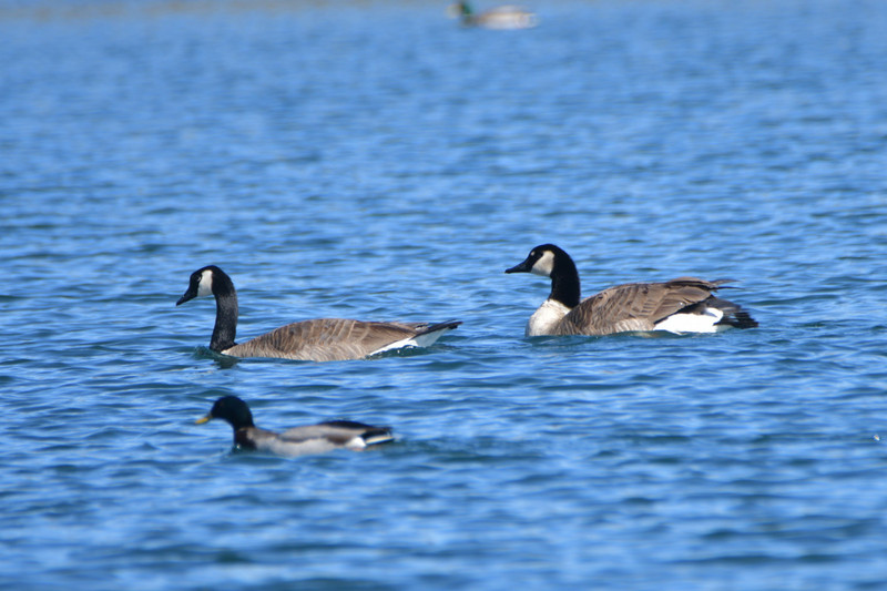 3 is one of these a cackling goose