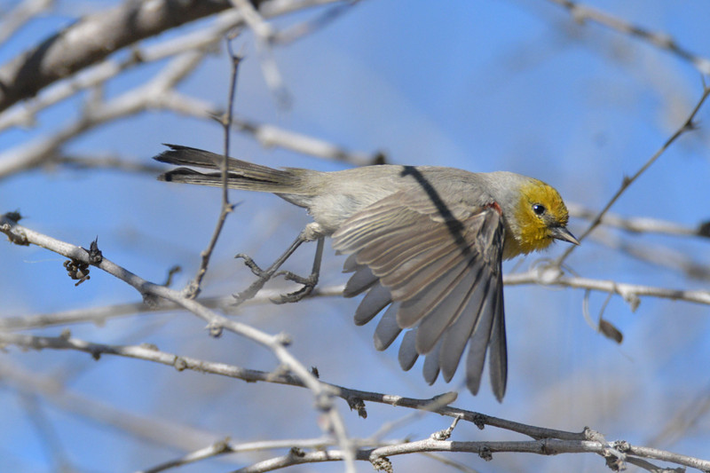 7 Verdin on the wing