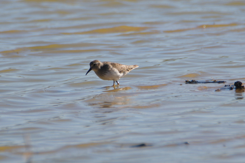 8 If its a Bairds sandpiper its a new bird for us