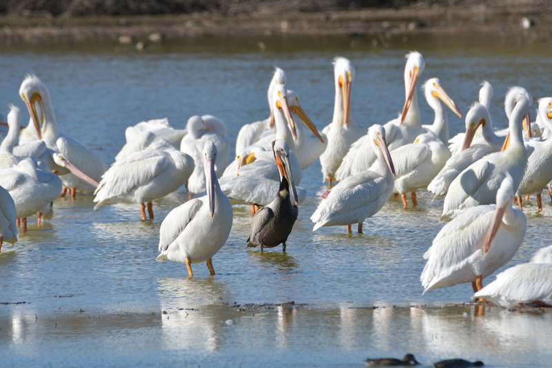9 White pelicans with 1 brown