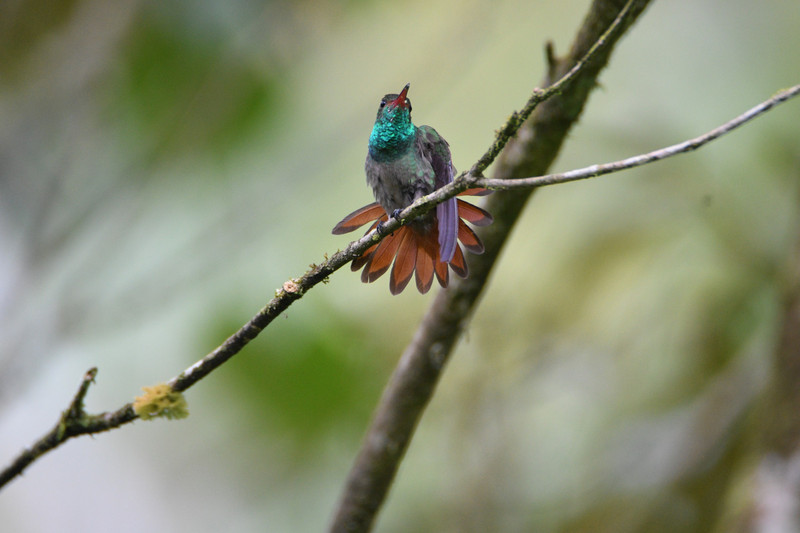 D Rufous tailed hummer