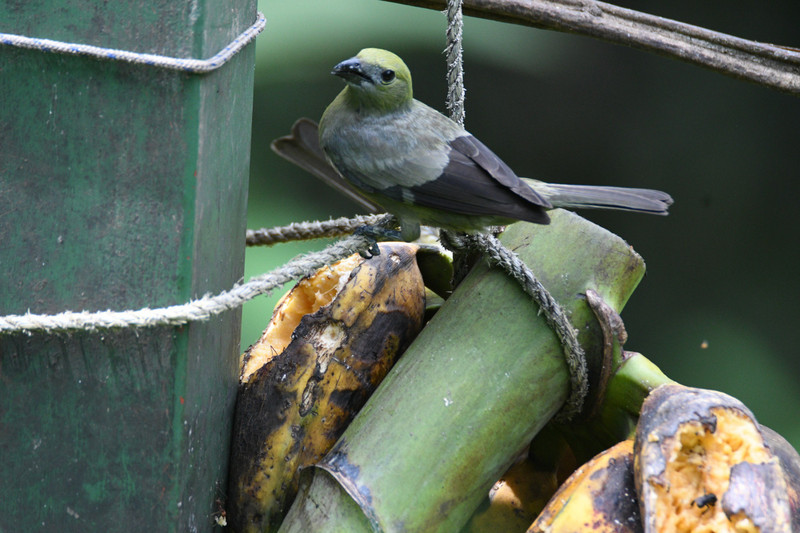 D Tanager, Palm