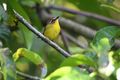 D Warbler Chestnut capped