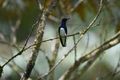 D White necked Jacobin front