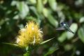 D White necked Jacobin