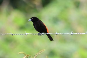 Tanager scarlet rummped