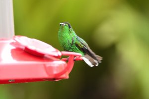 Humming bird Coppery headed emerald
