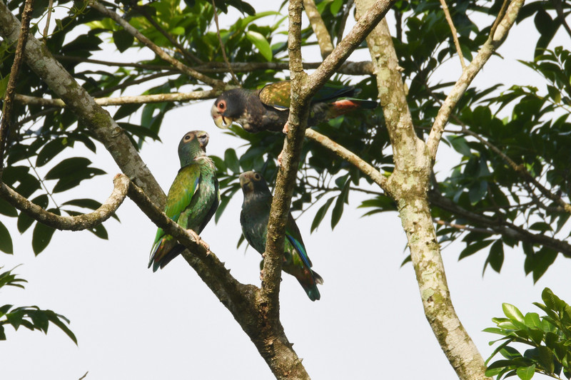 PARROT WHITE-CROWNED