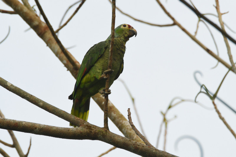 PARROT, RED-LORED