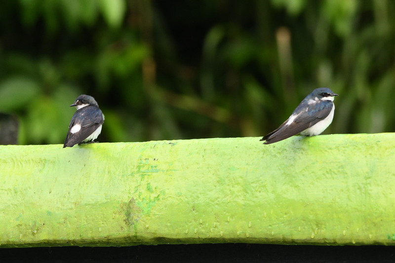 5 New Mangrove Swallow