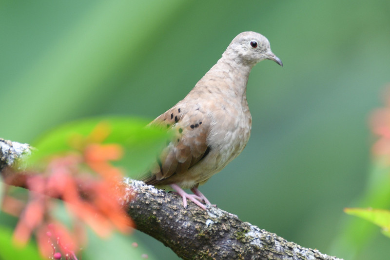 12 New Plain breasted Ground dove