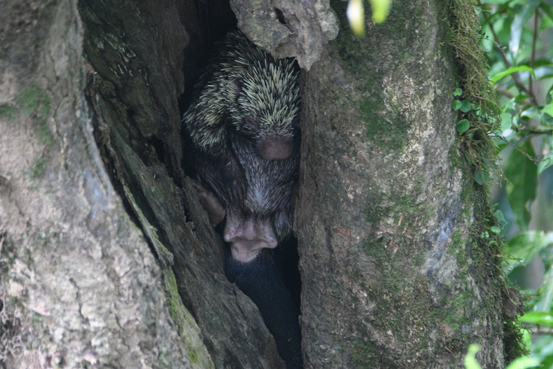 9 Porcupine in tree