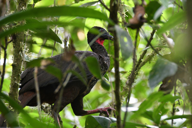 5 Crested Guan