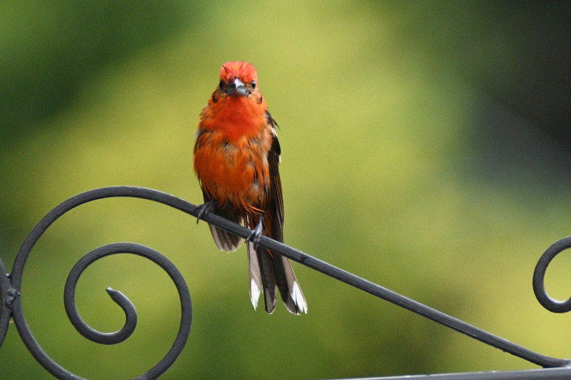 TANAGER FLAME-COLORED