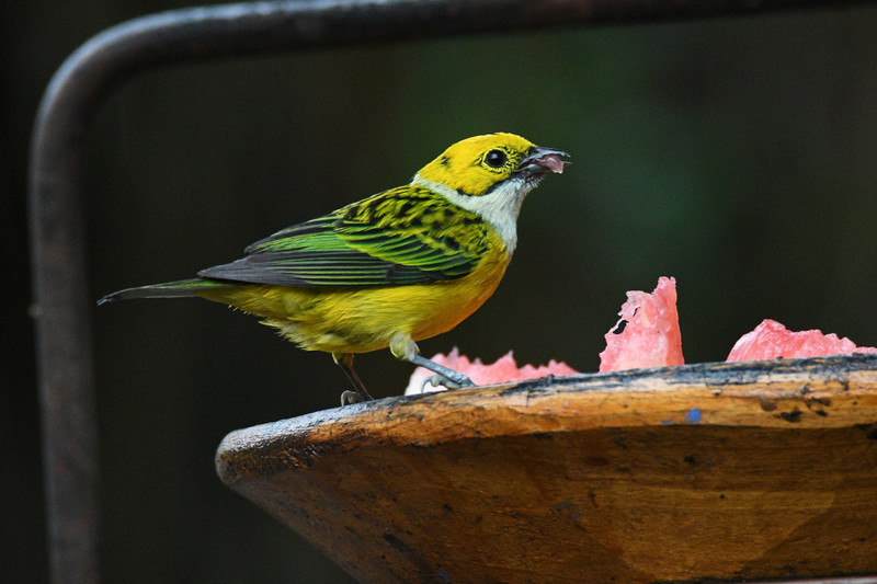TANAGER SILVER-THROATED
