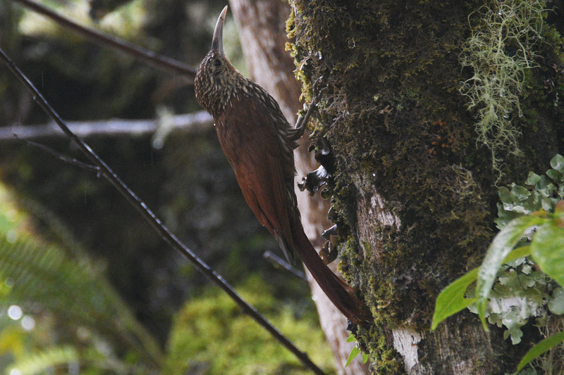 WOODCREEPER SPOT-CROWNED