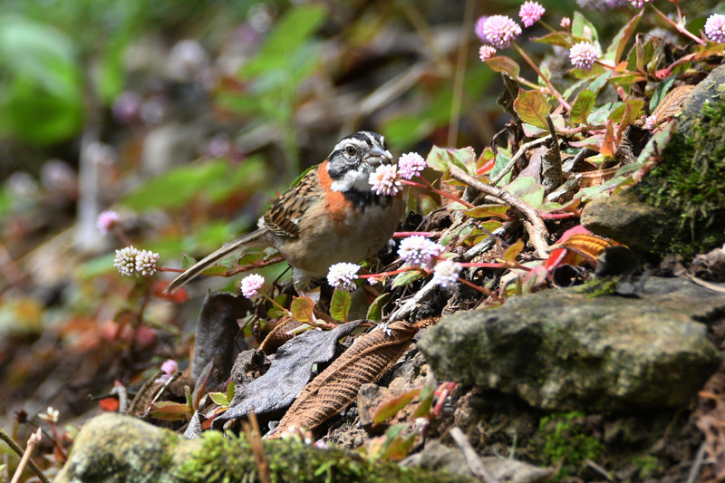 our omnipresent Rufous-collared Sparrow