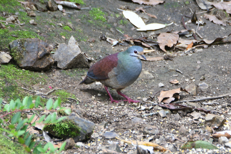 QUAIL-DOVE, BUFF-FRONTED