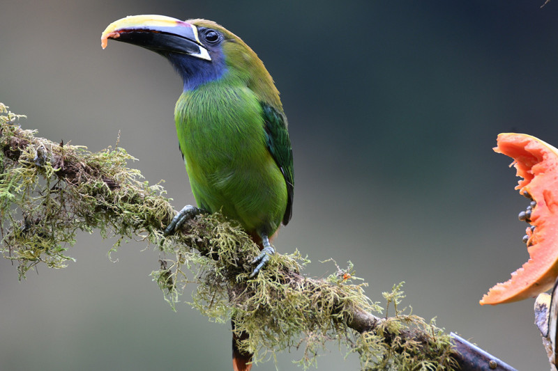 TOUCANET NORTHERN EMERALD