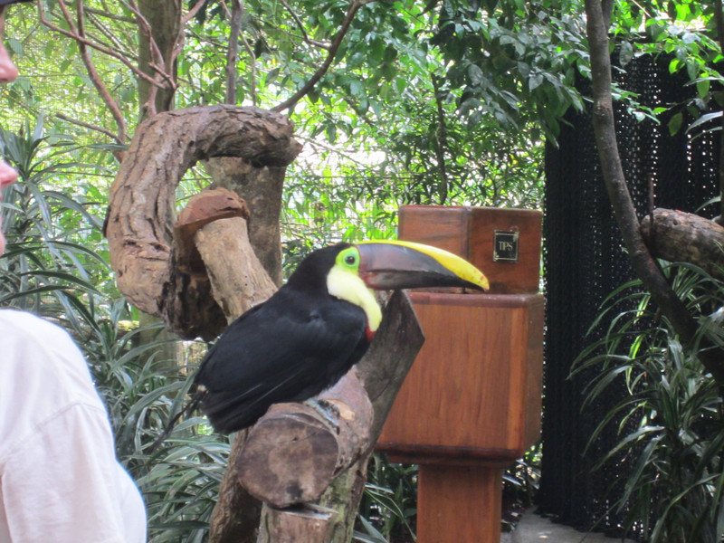 2 Injured toucan