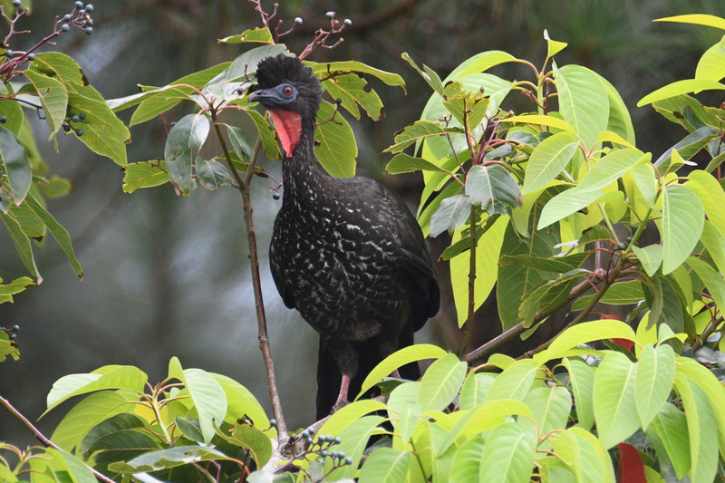 Crested guans everywhere in trees
