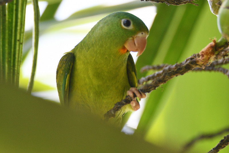 Orange chinned parakeet