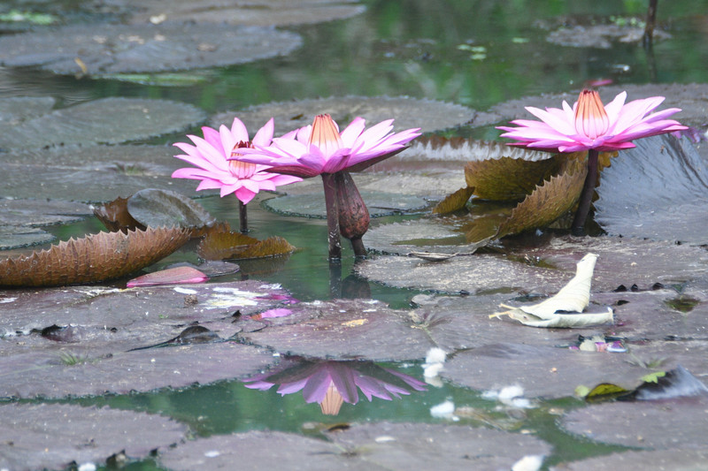 Water lilies open in am