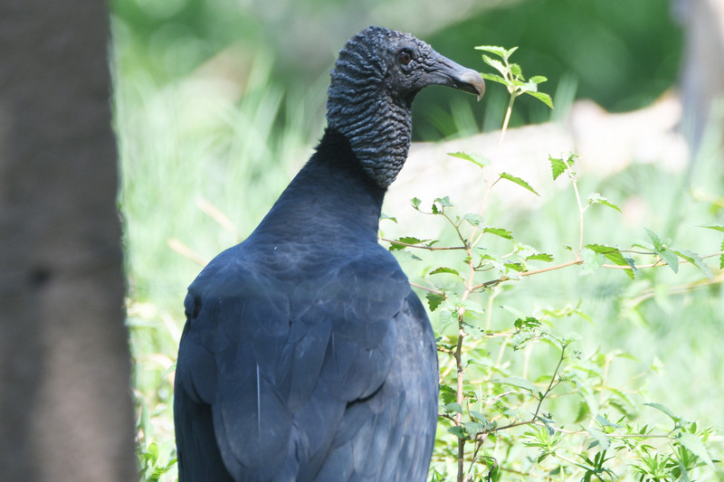 4 Black vulture