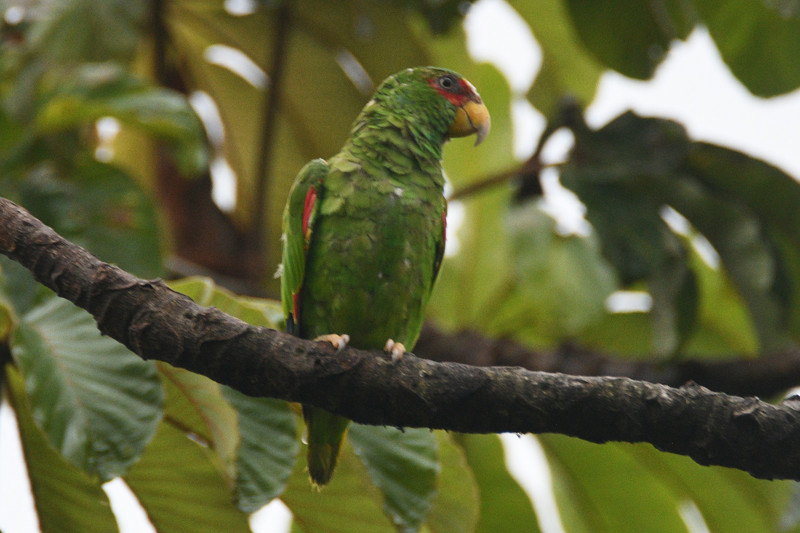 PARROT WHITE-FRONTED