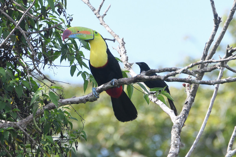 3 Keel billed toucan chased by grackels