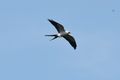 4 Swallow tail kite