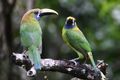 6 Northern emerald toucanets