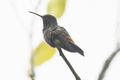 rufous -tailed hummingbird