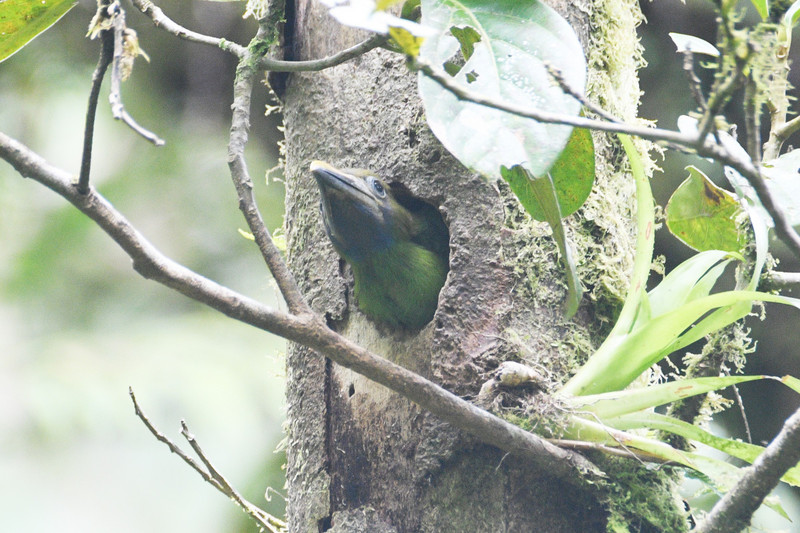 Baby Northern Emerald Toucanet