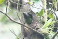 Baby Northern Emerald Toucanet