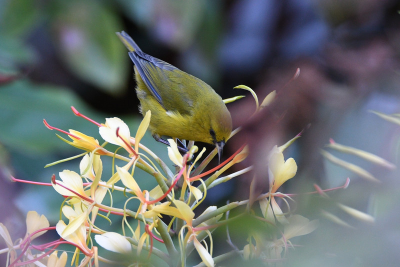 A Amakihi endemic bird