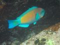C Parrotfish