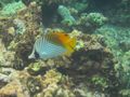 C Threadfin butterflyfish (1)