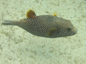 C Spotted Puffer
