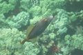 C Barred filefish