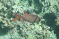 C Big scale soldierfish