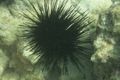 C Sea urchins abound