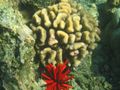 D Golden coral