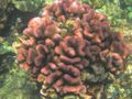 D lovely colored coral