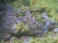 D Purple Coral
