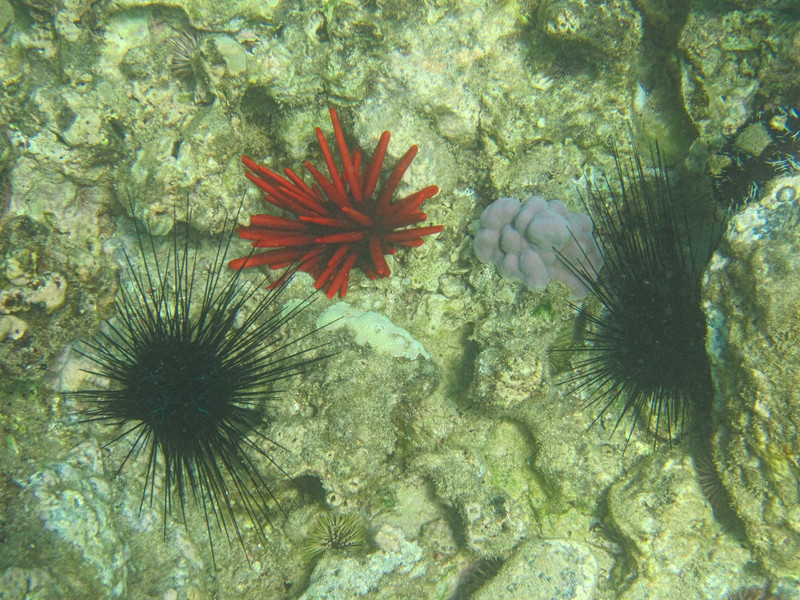 C a study in urchins