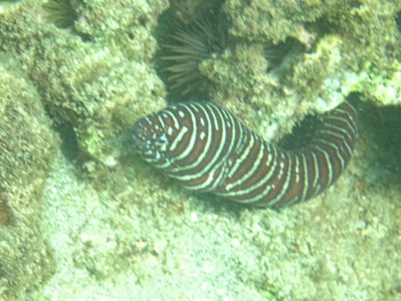 C Zebra eel
