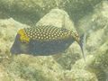 C Hawaiian Boxfish